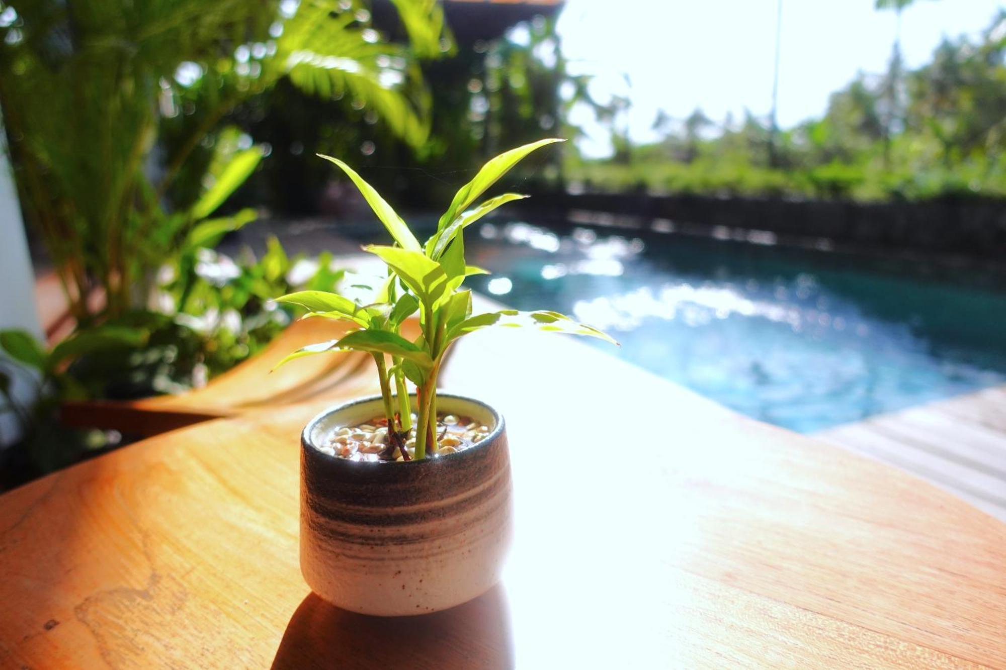 The Vinaya Boutique Hotel Ubud Eksteriør billede